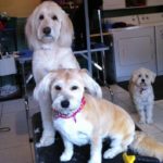 Clean and happy dogs love dog spa brantford
