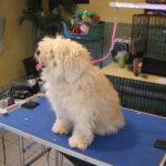 Very furry dog about to get a big trim