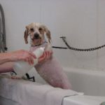Wet dog getting a shampoo in the warm bathtub