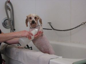 Wet dog getting a shampoo in the warm bathtub
