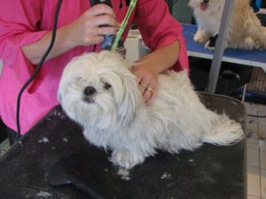 Dog, The Dog Spa, Pet Grooming in Brantford, Ontario, Animal Grooming in Brantford, Ontario, Dog Grooming in Brantford, Ontario, Dog Groomer in Brantford, Ontario, Grooming Services in Brantford, Ontario