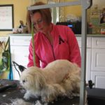 Shaving the small dog for a cleaner look