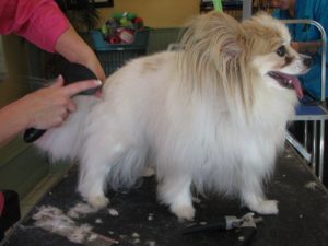 Brushing with gentle care for a senior dog