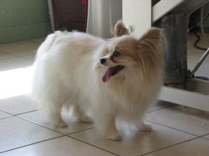 A long haired small breed dog ready for a trim