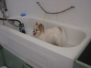 A small dog excited for its warm bath