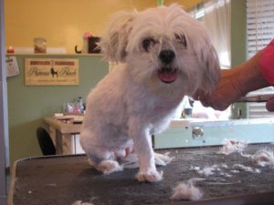 trimming the nails and feet of a small dog
