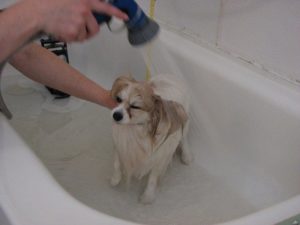 Washing a small dog with warm water