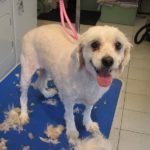 A summer shave for a cute dog