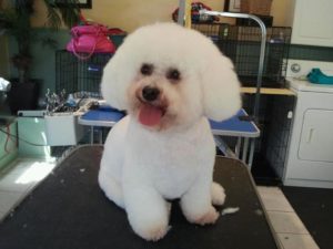 A fluffy bichon that could be an instagram star!