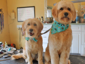 Freshly cut and clean dogs with cute bandannas