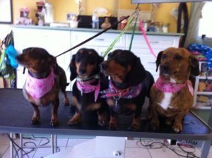Four daschunds ready for their grooming appointment